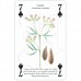 Heritage Illustrated Playing Cards - Spices - 1051